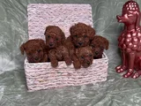Eğitimli Ve Sosyal Toy Poodle Yavrular