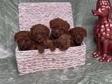Eğitimli Ve Sosyal Toy Poodle Yavrular
