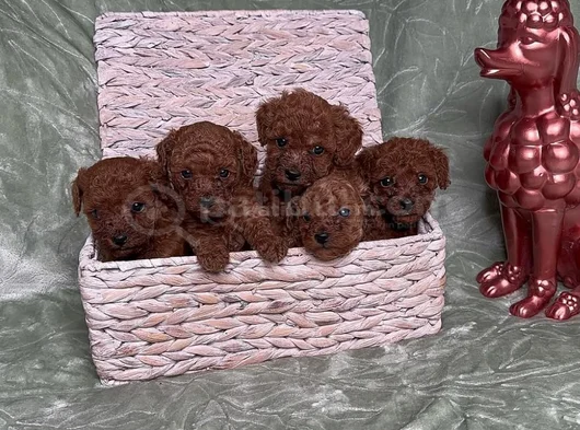 Eğitimli Ve Sosyal Toy Poodle Yavrular görsel
