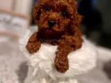 Sevgi Dolu Pofuduk Toy Poodle Bebekler