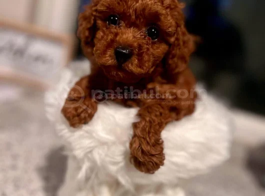Sevgi Dolu Pofuduk Toy Poodle Bebekler görsel