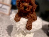 Oyuncu Uysal ve aile Dostu Toy Poodle