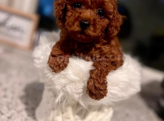 Oyuncu Uysal ve aile Dostu Toy Poodle