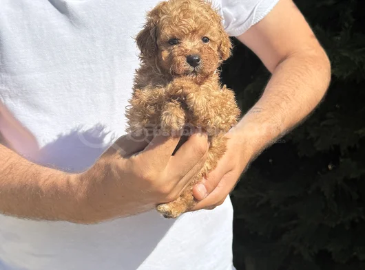 Çi̇ftli̇ği̇mi̇zden A Kali̇te Poodle Bebekler görsel