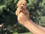 Çi̇ftli̇ği̇mi̇zden a Kali̇te Poodle Bebekler
