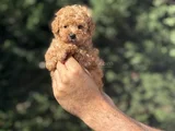 Çi̇ftli̇ği̇mi̇zden A Kali̇te Poodle Bebekler