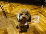 Poodle yavru küçük ırk