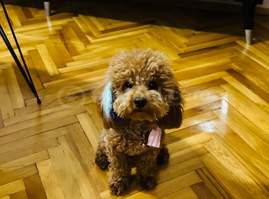 Poodle Yavru Küçük Irk