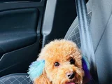 Poodle Yavru Küçük Irk