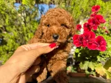 Toy Poodle Irk Ve Sağlik Garanti̇li̇