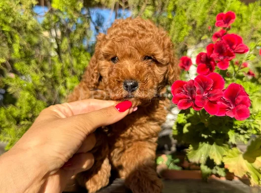 Toy Poodle Irk Ve Sağlik Garanti̇li̇ görsel