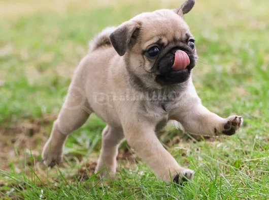 Safkan Pug Bebeklerim