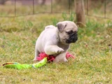 Safkan Pug Bebeklerim