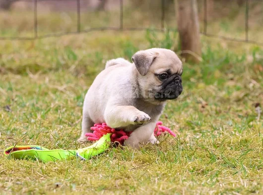 Safkan Pug Bebeklerim görsel