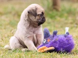 Safkan Pug Bebeklerim
