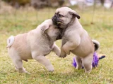 Safkan Pug Bebeklerim