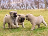 Safkan Pug Bebeklerim