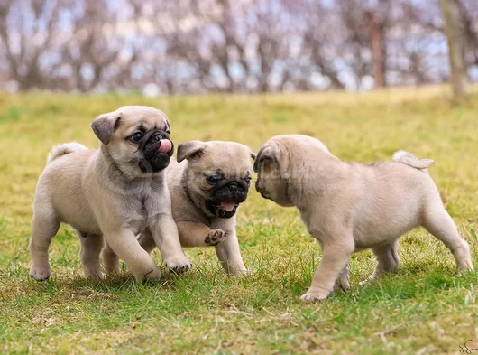 Safkan Pug Bebeklerim görsel