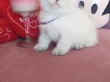 Top kafa erkek
