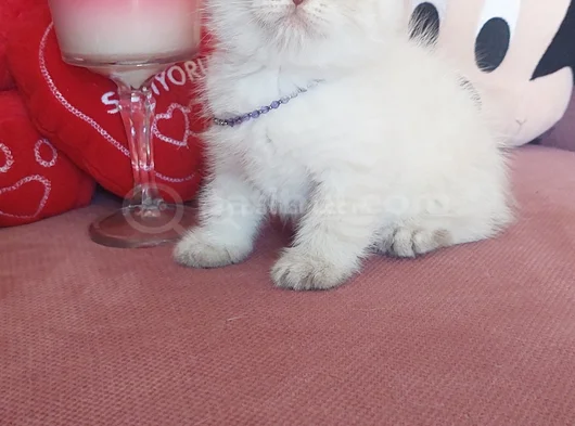 Top Kafa Erkek