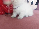 Top Kafa Erkek