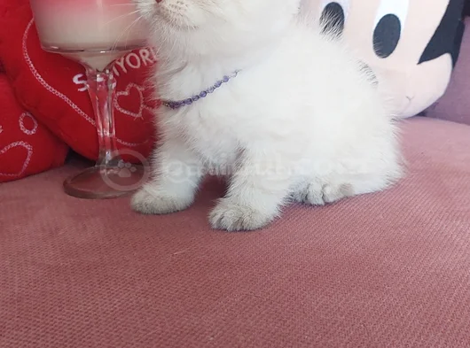 Top Kafa Erkek görsel