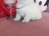 Top Kafa Erkek