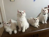 Upuzun tüylü safkan güzel british longhair yavrularım