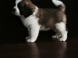 Irk Garantili Dişi Erkek Saint Bernard Yavrularımız