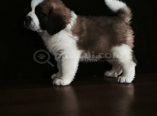 Irk Garantili Dişi Erkek Saint Bernard Yavrularımız görsel