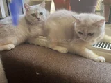 Sapsarı Golden Ve Bembeyaz British Shorthair Yavrularım