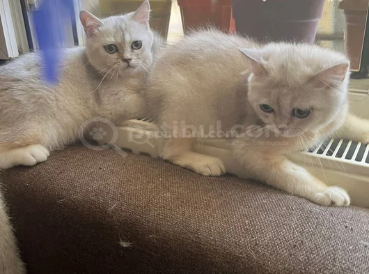 Sapsarı Golden Ve Bembeyaz British Shorthair Yavrularım görsel