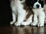 Irk Garantili Dişi Erkek Saint Bernard Yavrularımız
