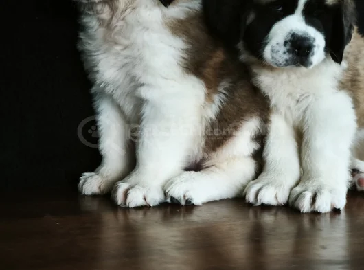 Irk Garantili Dişi Erkek Saint Bernard Yavrularımız görsel