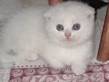 İnci̇ Taneleri̇ Scotti̇sh Bri̇ti̇sh Erkek Uygundur