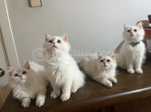 Upuzun Tüylü Safkan Güzel British Longhair Yavrularım görsel