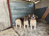 Irk Garantili Dişi Erkek Saint Bernard Yavrularımız