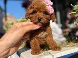 Safkan Toy Poodle Yavrular