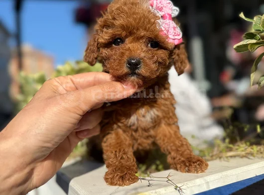 Safkan Toy Poodle Yavrular görsel