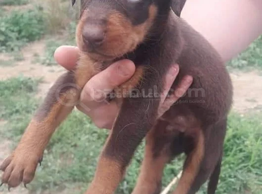 Şampiyon Kan Hattından Doberman Yavruları Mama Ve Malzeme görsel