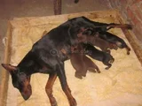 Şampiyon Kan Hattından Doberman Yavruları Mama Ve Malzeme