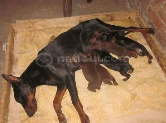 Şampiyon Kan Hattından Doberman Yavruları Mama Ve Malzeme görsel