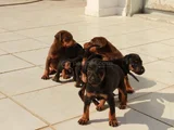 Şampiyon Kan Hattından Doberman Yavruları Mama Ve Malzeme