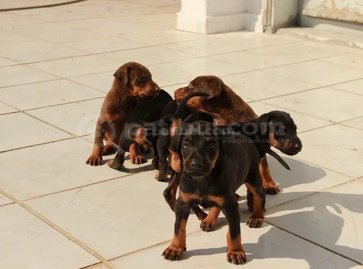 Şampiyon Kan Hattından Doberman Yavruları Mama Ve Malzeme görsel