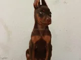 Şampiyon Kan Hattından Doberman Yavruları Mama Ve Malzeme