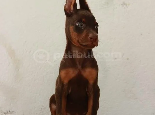 Şampiyon Kan Hattından Doberman Yavruları Mama Ve Malzeme görsel