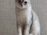 Gölgenay Hanım
