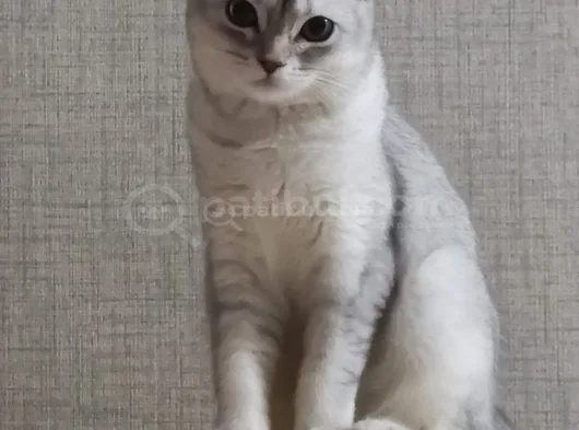 Gölgenay Hanım görsel