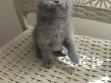 SEVİMLİ BEBEĞİM TESLİME HAZIR
