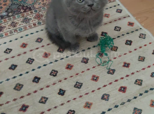 Sevi̇mli̇ Bebeği̇m Tesli̇me Hazir görsel